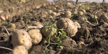 FBI'ın Patates Tarlası