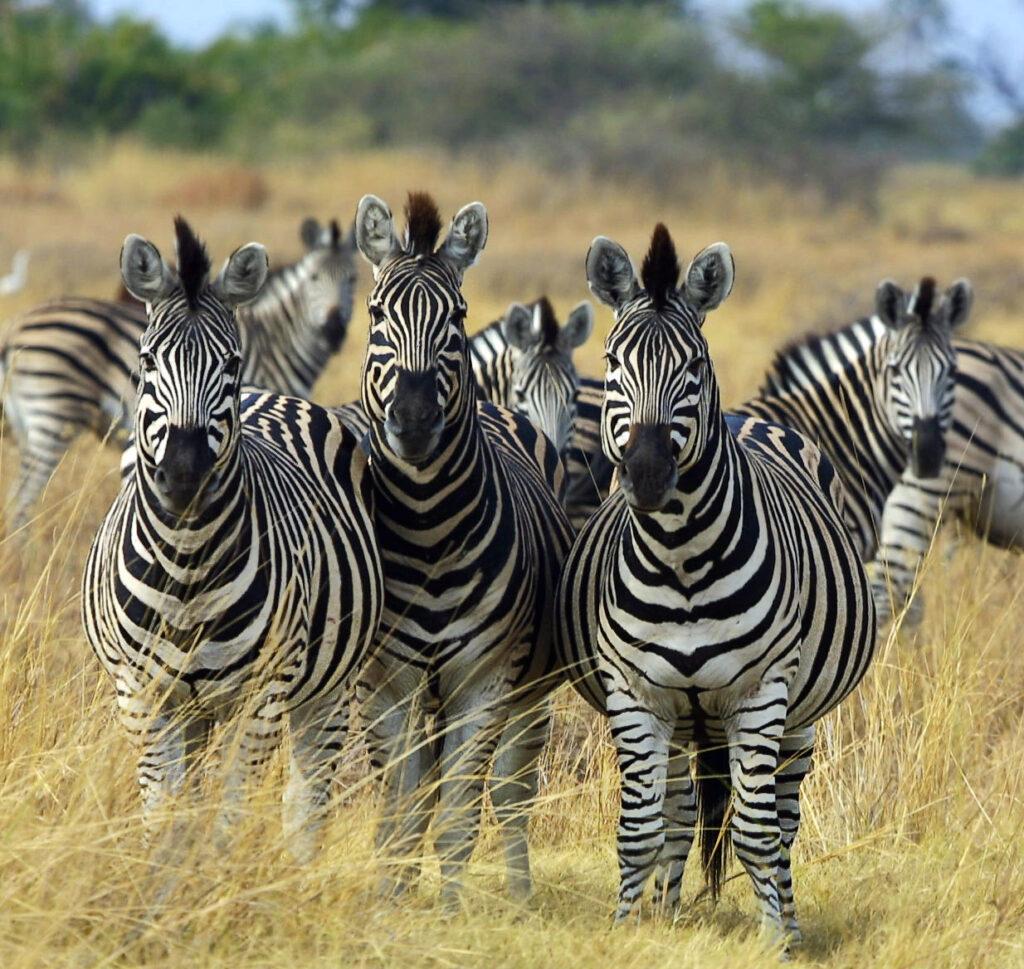 zebra gorme