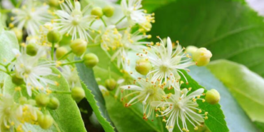 ıhlamurlar çiçek açtığı zaman şiiri, ıhlamurlar çiçek açtığı zaman sözleri, ihlamurlar cicek actigi zaman, ıhlamurlar çiçek açtığı zaman şiiri sözleri, ibrahim sadri ıhlamurlar çiçek açtığı zaman,