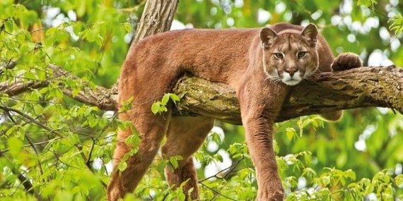 Aptal Puma Sendromu