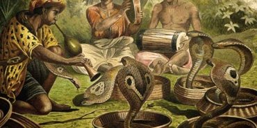 kobra etkisi ne demek