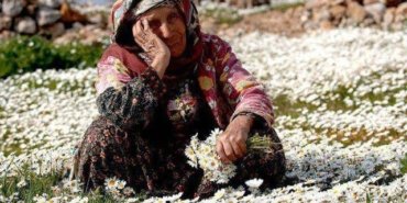 Hoy Memo Şarkısının Hikayesi